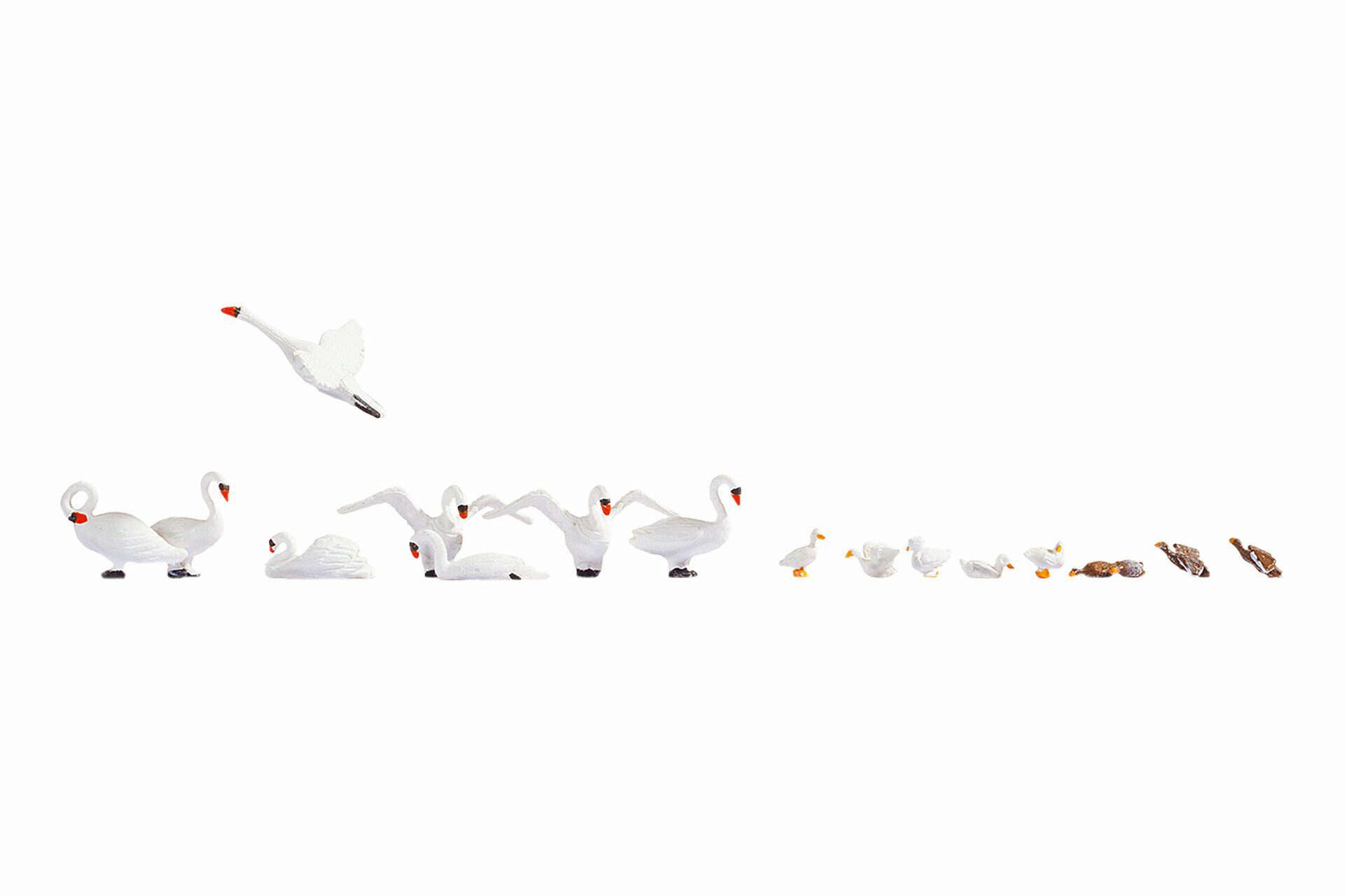 Schwäne und Enten